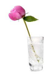 Peony Bud, Peony Flower with clipping path