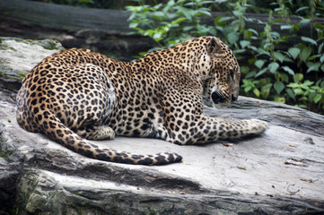 Fototapeta na wymiar Leopard laying in the sun