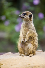Surykatka w Toruńskim ZOO © jacekbieniek