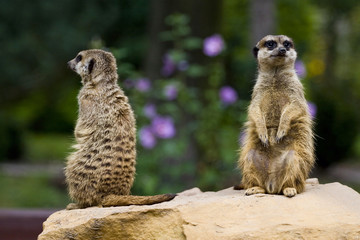 Surykatka w Toruńskim ZOO