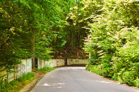 Road through forest