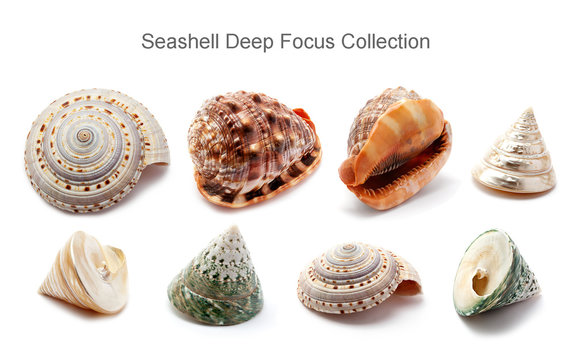 Seashell Deep Focus Collection