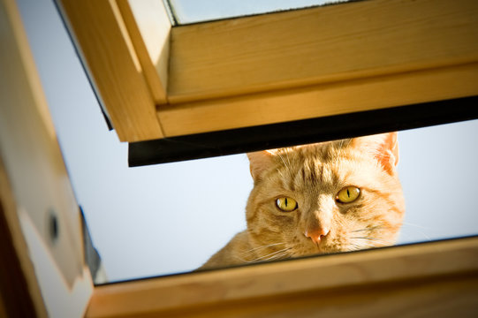 ginger tom cat peeping though an open window
