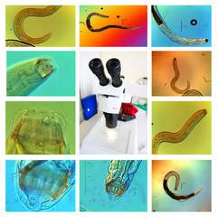 Nematoden unter dem Mikroskop