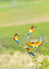 european bee-eater