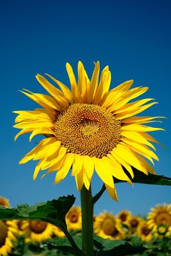 Sunflower on the blue sky