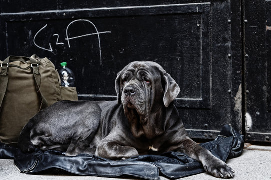 Mastino Images – Browse 985 Stock Photos, Vectors, and Video