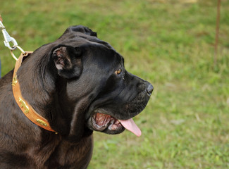 Big black mastiff dog