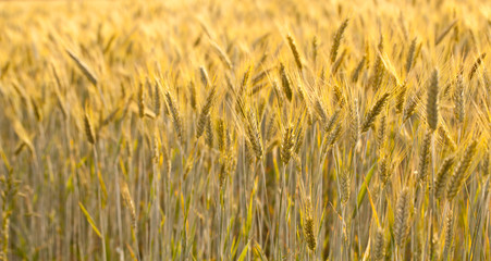 wheat field
