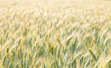 wheat field