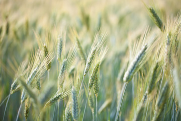 wheat field