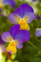 Violet yellow pansies