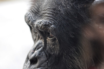 Chimpanzee in profile