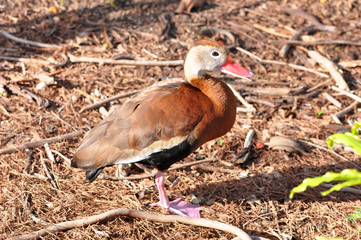Black bellied whistling duck