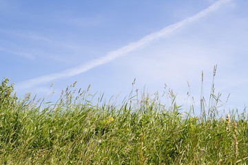Obraz na płótnie Canvas Grass against on sky