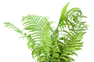 Wild fern bush  isolated