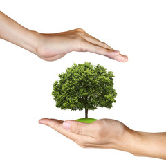 a Tree in human hands on white background