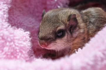 baby flying squirrel