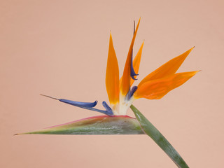 Blume