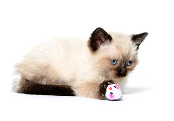 Cute kitten playing with toy mouse