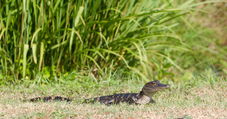 Baby alligator in the grass