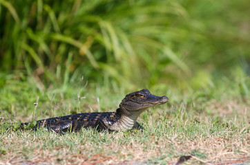 Baby alligator in the grass