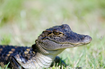 Baby alligator in the grass