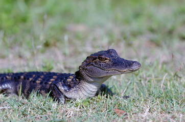 Baby alligator in the grass