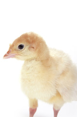 Portrait of a baby turkey