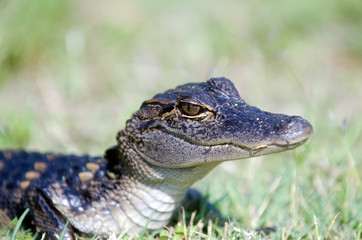 Baby alligator in the grass