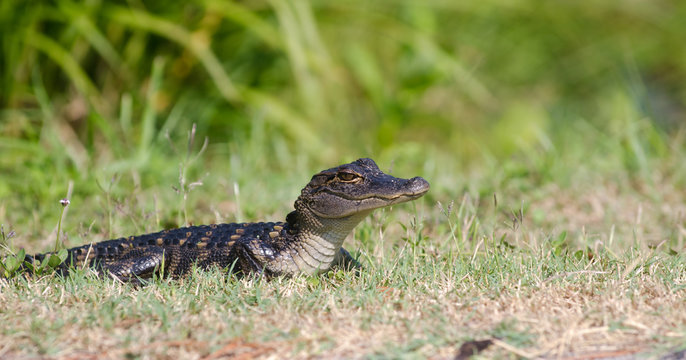 Baby alligator in the grass