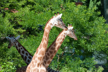 Family of giraffes on nature background