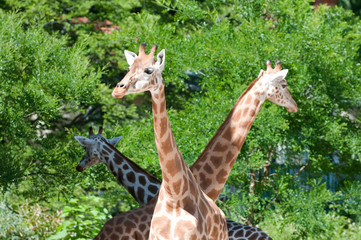 Family of giraffes on nature background