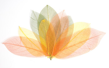 Assorted autumn leaves