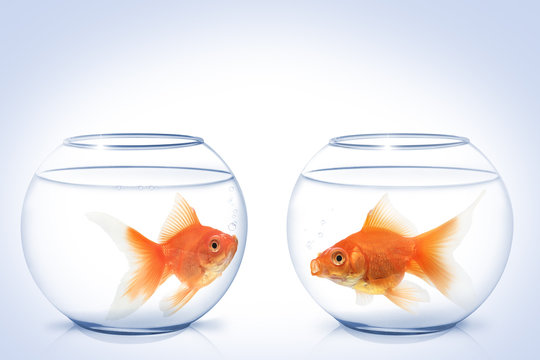 2 Goldfische.