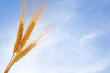 Bunch of Wheat Against the Blue Sky