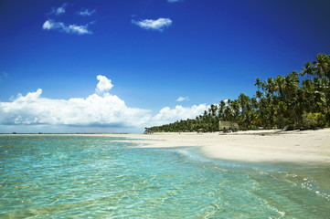 Tropical Beach in Brazil with a Beautiful Sea