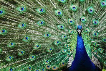 Obraz premium peacock