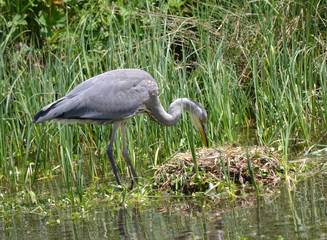 Graureiher - Nesträuber