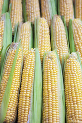 Świeża kukurydza na targu