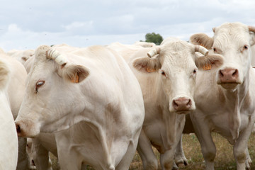 Naklejka na ściany i meble Cattle in country field