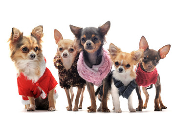chihuahuas et habits