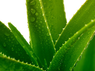 aloe vera