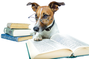Hund studiert aus dem Buch
