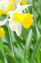 Beautiful spring flowers