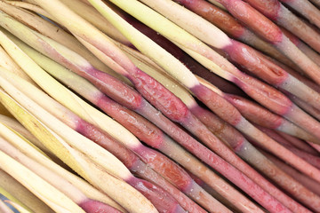 stems of dasheen flower