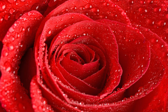 The beautiful red rose as background