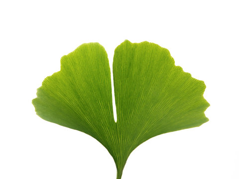 Blatt Ginkgo