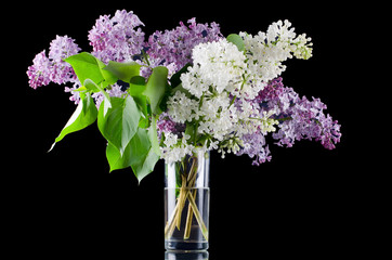 The beautiful lilac on black background