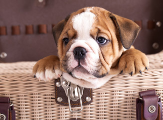 english Bulldog puppy